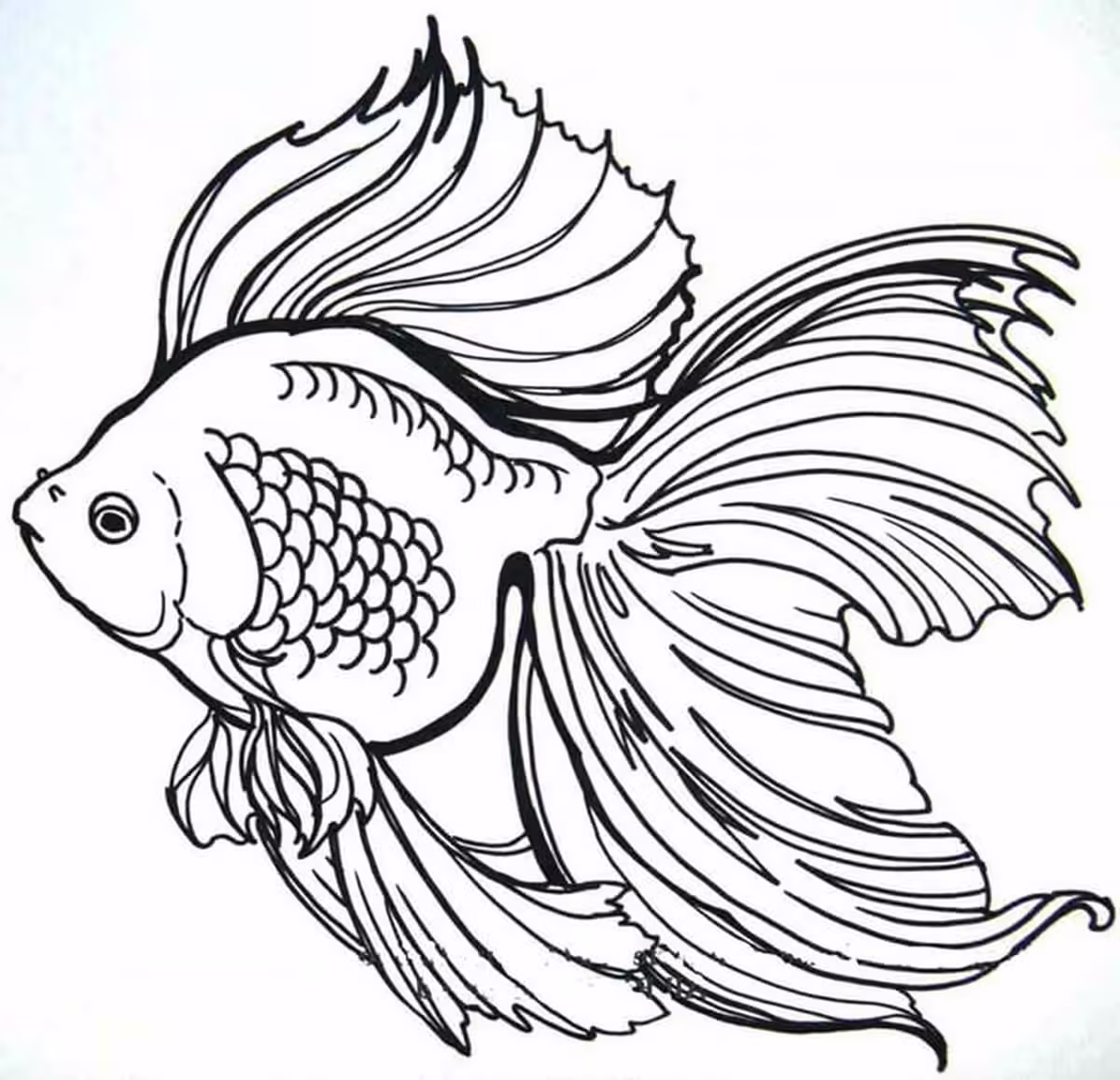 Hình 131